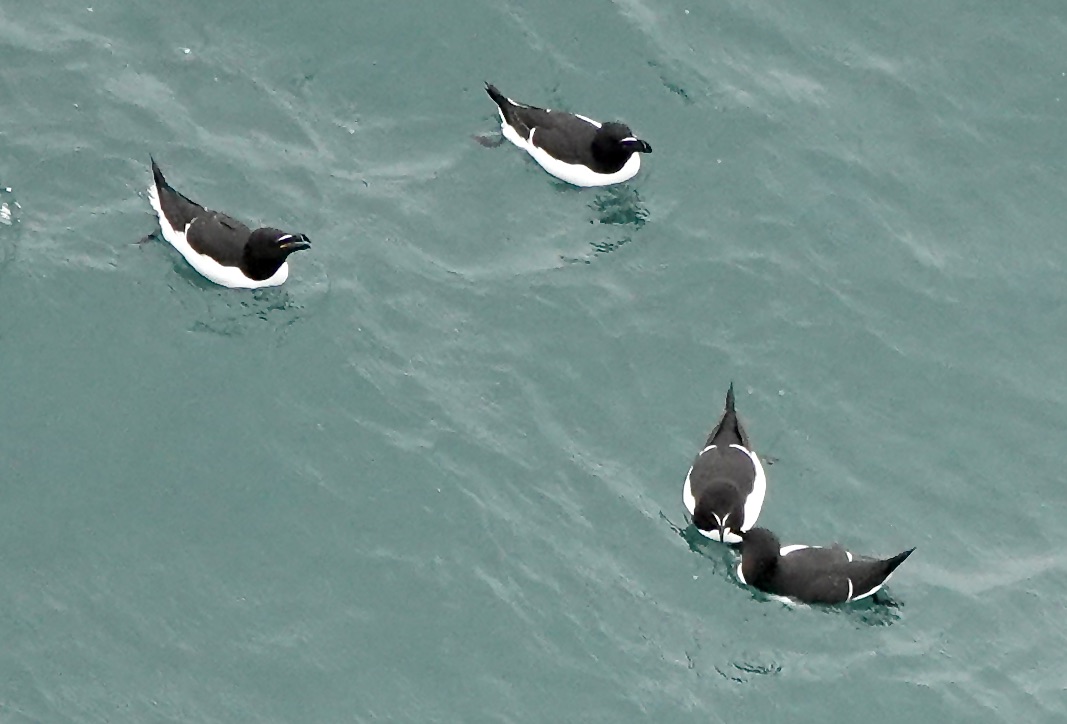razorbill